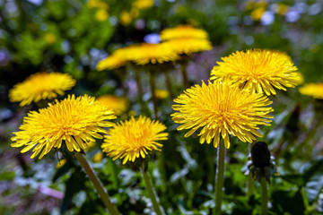 Yellow dandelions. Bright flowers dandelions on background of green spring meadows