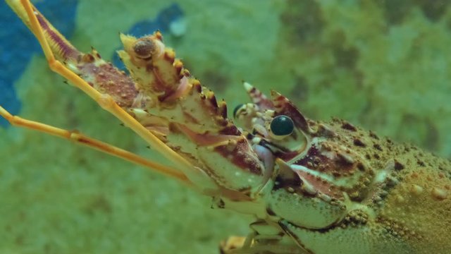 Close up view of alive lobster in aquarium. ProRes 422 10 Bit mov.