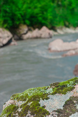 green moss on a rock in the mountains by a mountain river. focusing on the stone