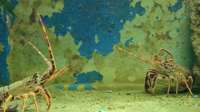Close up view of two alive lobsters in aquarium. ProRes 422 10 Bit mov.