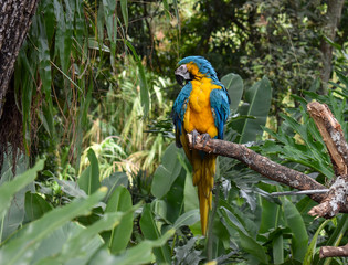 blue and yellow macaw