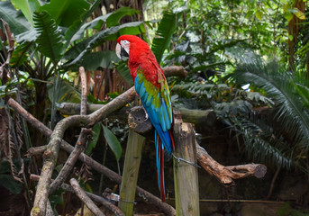 blue and yellow macaw