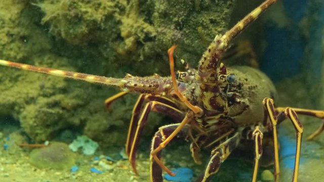 Close up view of alive lobster in aquarium. ProRes 422 10 Bit mov.