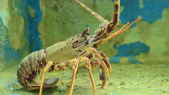 Close up view of alive lobster in aquarium. ProRes 422 10 Bit mov.