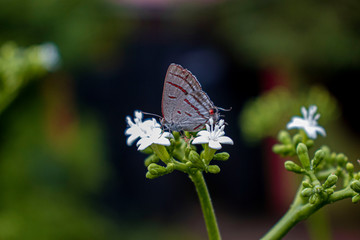 butterfly on flower