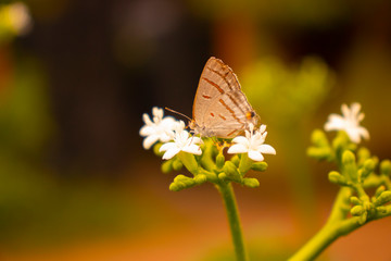 butterfly on flower