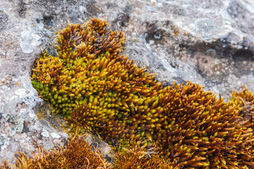 Naklejka na ściany i meble brown lichen on a rock in the Caucasus mountains on the Lagonaki plateau in Adygea. Focus on lichen