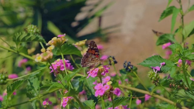 Three butterflies collects pollen on the pink flower and fly away. Closeup ProRes 10 Bit slow motion.