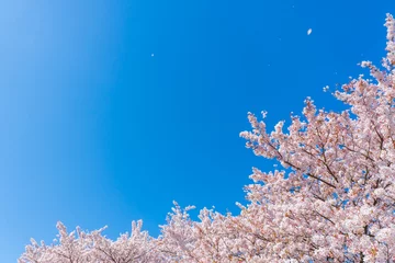 Fleecedeken met foto 桜 © naka
