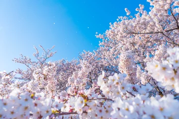 Foto auf Acrylglas Kirschblüten © naka