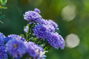 Close-up view tiny purple flowers