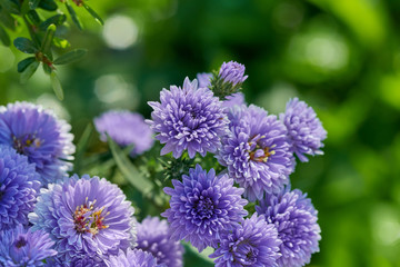 Close-up view tiny purple flowers