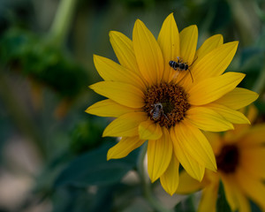Sunflower pollination by bees. Bright yellow sunflower with honeybees on it