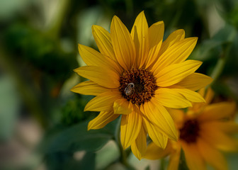 Sunflower pollinator in action. Flower and bee with copy space
