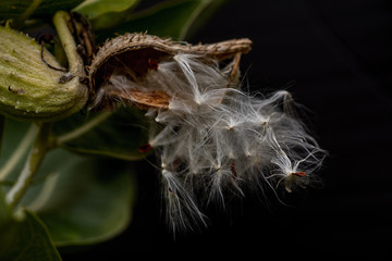 Milkweed (Asclepias)  seedpod opening, lateral view, against black