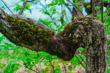 green moss on a tree branch close-up in the Caucasus mountains on the Lagonaki plateau in Adygea. Focusing on moss