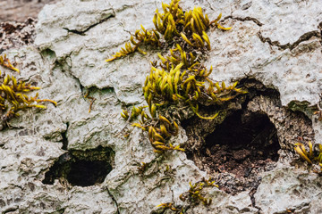 green moss on a tree branch close-up in the Caucasus mountains on the Lagonaki plateau in Adygea. Focusing on moss