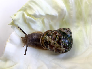 Grape snail (lat.Helix pomatia)