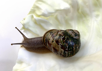 Grape snail (lat.Helix pomatia)