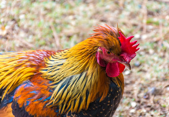 rooster