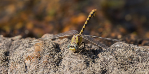 Dragonfly