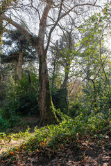 Obraz premium Big tree in the middle of the mountain vegetation