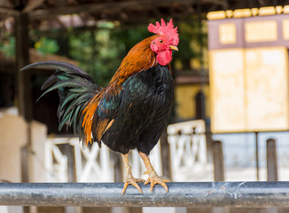 rooster