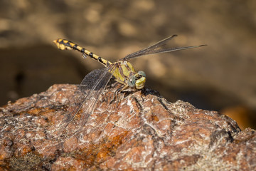Dragonfly on a Rock