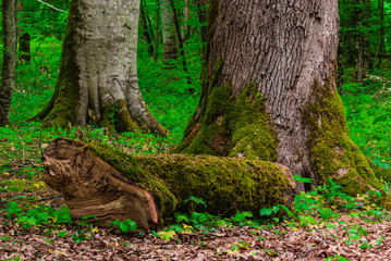 the roots and trunk of the tree covered with green wet close-up. In the Caucasus mountains