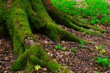 the roots and trunk of the tree covered with green wet close-up. In the Caucasus mountains