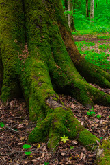 Fototapeta premium the roots and trunk of the tree covered with green wet close-up. In the Caucasus mountains