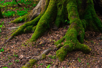 Obraz premium the roots and trunk of the tree covered with green wet close-up. In the Caucasus mountains