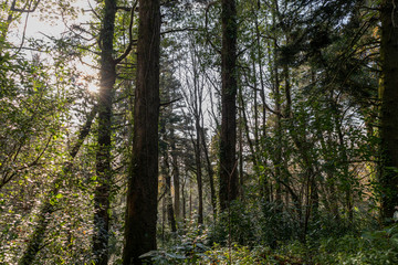 The sun rises among the mountain trees
