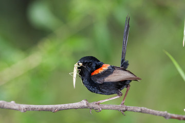 Fototapeta premium Red-backed Fairy Wren