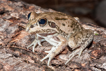 Striped Burrowing Frog