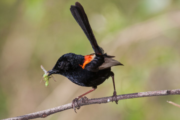 Red-backed Fairy Wren