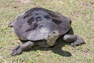 Mary River Turtle