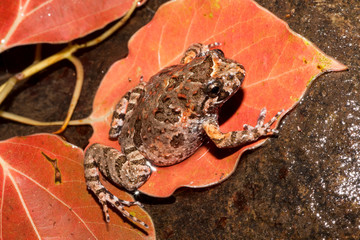 Fototapeta premium Tusked Frog resting on orange leaves
