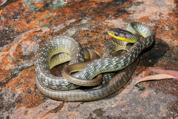 Common Tree Snake