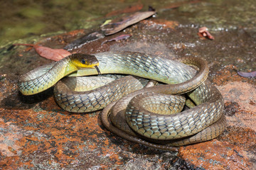 Common Tree Snake.