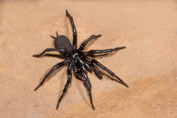 Sydney Funnel Web Spider