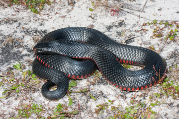 Red-bellied Black Snake basking in habitat