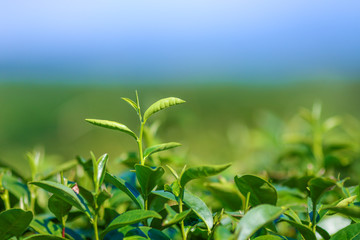 Green tea bud. Fresh tea plantation. Closeup tea top.