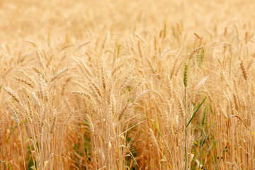 Wheat crop field. Ears of golden wheat close up. Ripening ears of wheat field background. Rich harvest Concept.