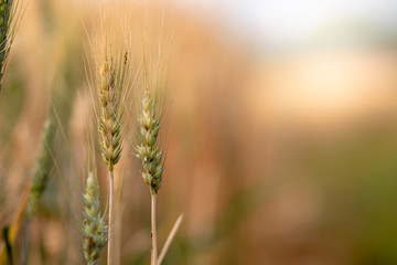 Wheat crop field. Ears of golden wheat close up. Ripening ears of wheat field background. Rich harvest Concept.