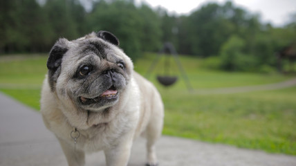 Obraz premium Pug In Backyard
