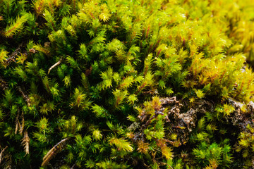 green wet moss close-up. In the Caucasus mountains. focusing on moss