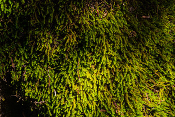green wet moss close-up. In the Caucasus mountains. focusing on moss