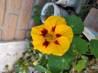 Yellow Amapola (Papaveraceae) - Vallegrande, Santa Cruz - Bolivia