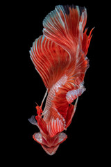 Beautiful colors"Halfmoon Betta" capture the moving moment beautiful of siam betta fish in THAILAND on black background